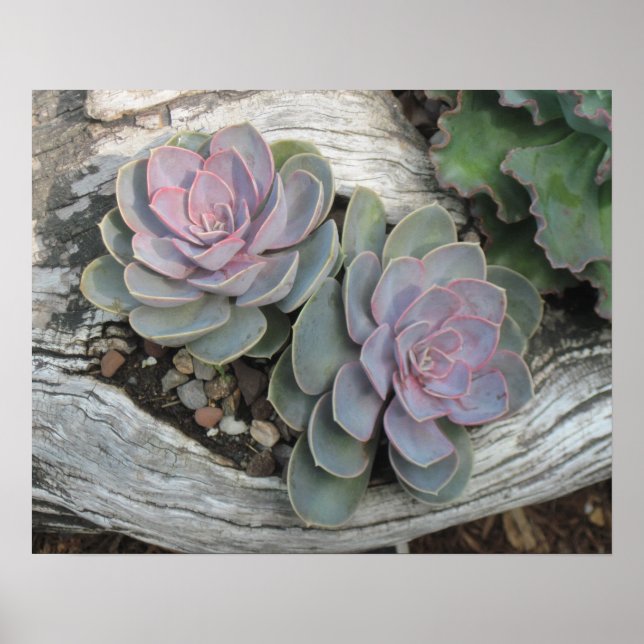 Echeveria Succulent Poster (Front)