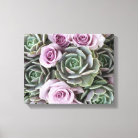 Echeverias and roses by Debra Lee Baldwin