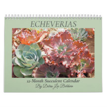 Echeverias Succulent 12-Month