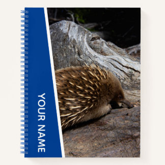 Echidna Australia Cute Spiky Animal, Blue Notebook