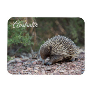 Echidna, Australia Magnet