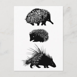 Echidna, hedgehog, porcupine postcards
