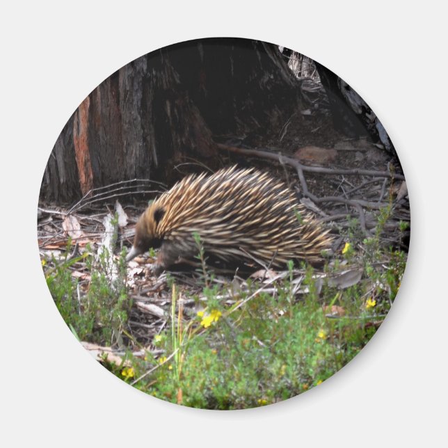 Echidna Magnet (Front)