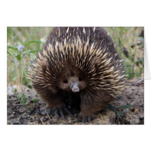 Echidna or Spiny Anteater Australia