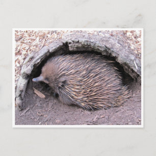 echidna postcard