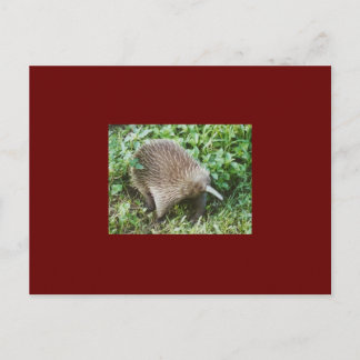 ECHIDNA POSTCARD