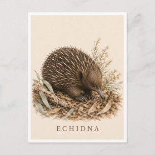 Echidna Postcard Bush Edition