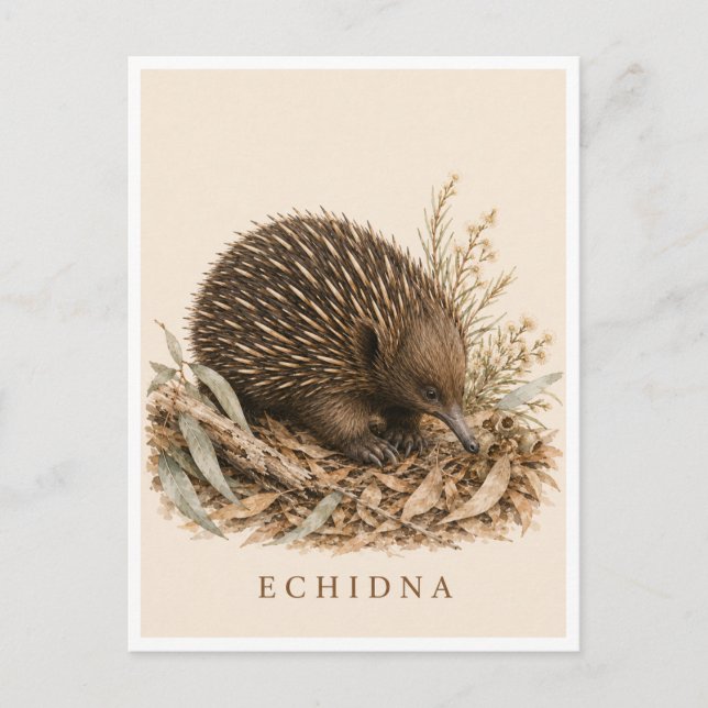 Echidna Postcard | Bush Edition (Front)
