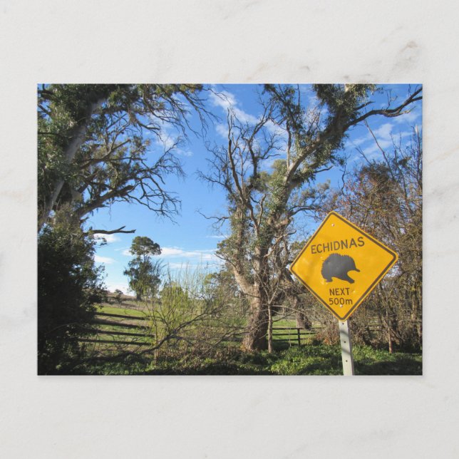 echidnas ahead postcard (Front)