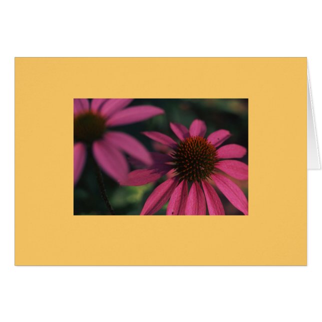 "Echinacea #3" (Front Horizontal)