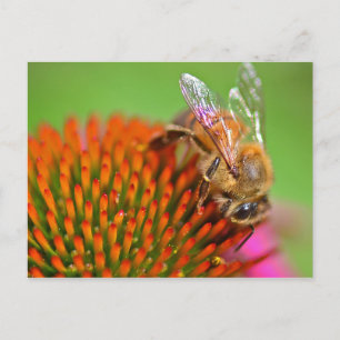 Echinacea Coneflower and Bee Postcard