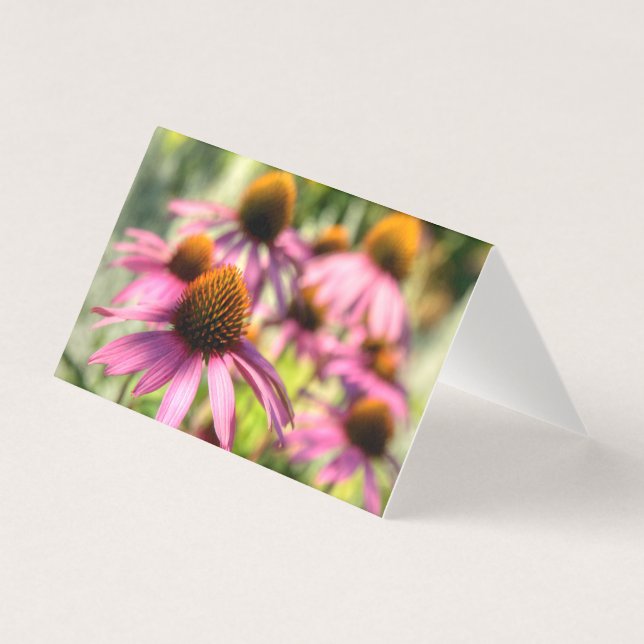 Echinacea floral scene (Front)