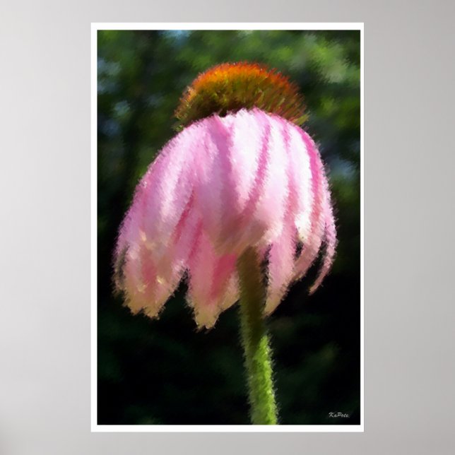 Echinacea Flower in the Breeze Poster (Front)