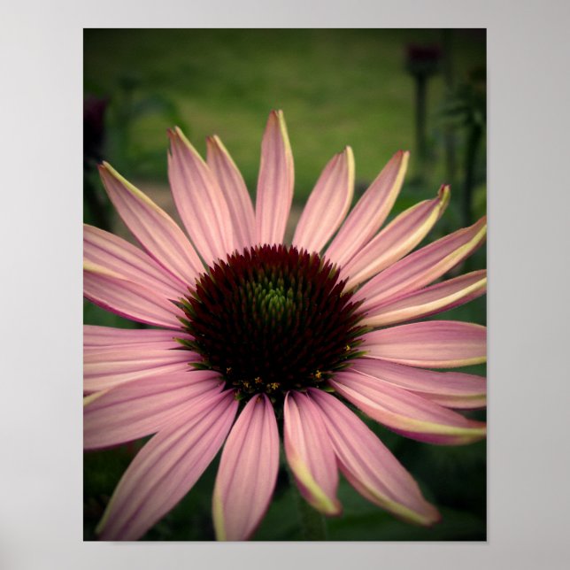 Echinacea Flower Purple Poster (Front)