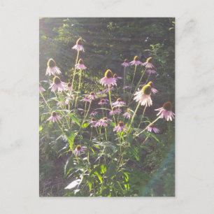 Echinacea Flowers in the Sun Postcard