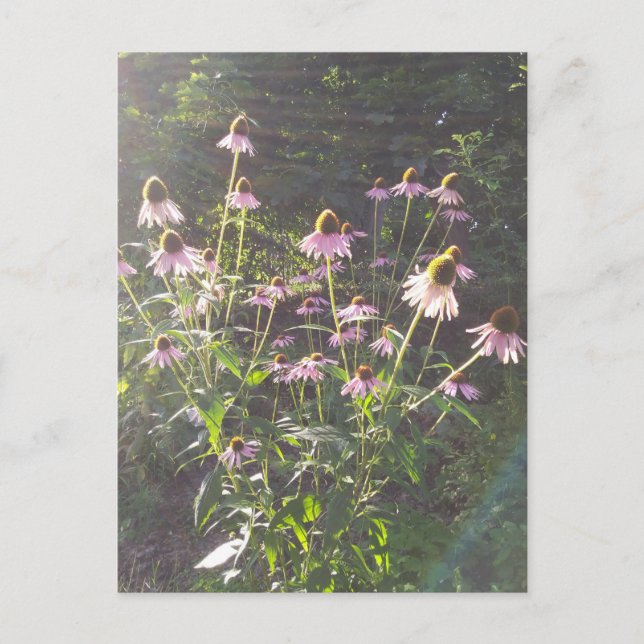 Echinacea Flowers in the Sun Postcard (Front)