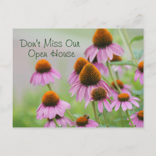 Echinacea Flowers Postcard- for any occasion Postcard