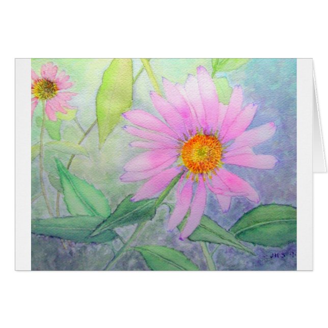 Echinacea in Bloom (Front Horizontal)