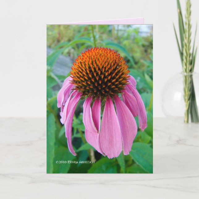 Echinacea Pink Card (Front)