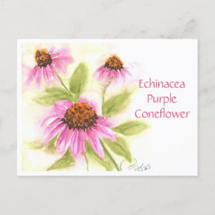 Echinacea Purple Coneflower Post Card