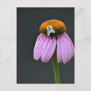 Echinacea purple coneflower postcard
