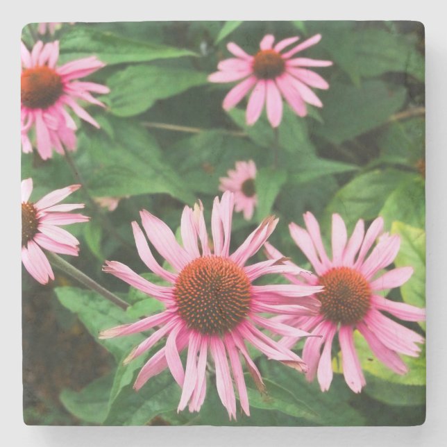 Echinacea Purpurea, Purple Coneflower Stone Coaster (Front)