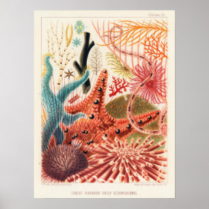 Echinoderms, Great Barrier Reef vintage art ポス Poster