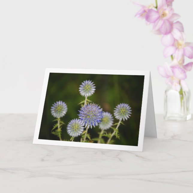 Echinops Sphaerocephalus, Glandular Globe-thistle Card (Orchid)