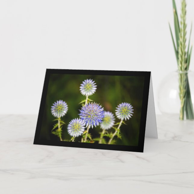Echinops Sphaerocephalus, Glandular Globe-thistles Card (Front)