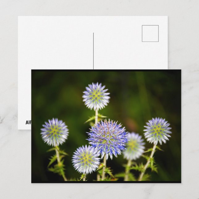 Echinops Sphaerocephalus, Glandular Globe-thistles Postcard (Front/Back)