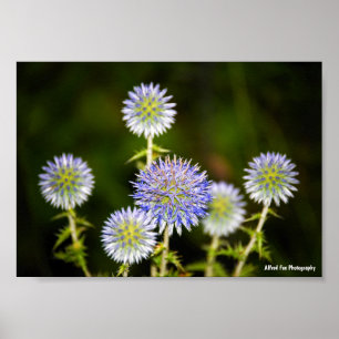 Echinops Sphaerocephalus, Glandular Globe-thistles Poster