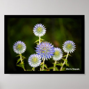 Echinops Sphaerocephalus, Glandular Globe-thistles Poster
