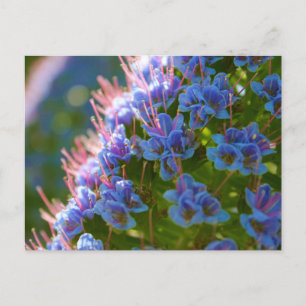 Echium Candicans Postcard