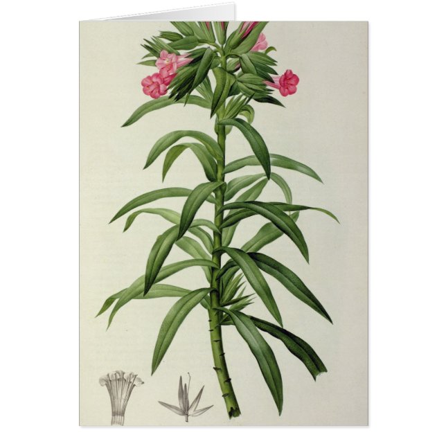 Echium Grandiflorum (Front)