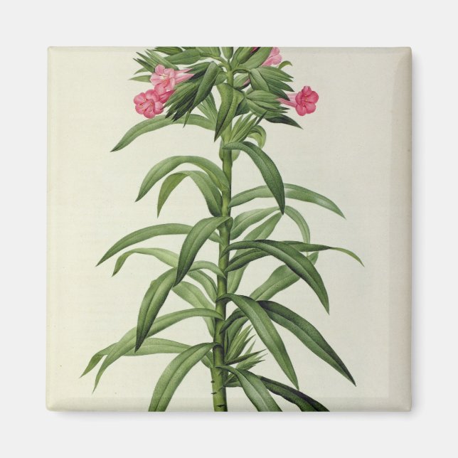 Echium Grandiflorum Magnet (Front)