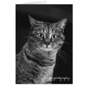 Echo, bw, D300, glorydaysphotography