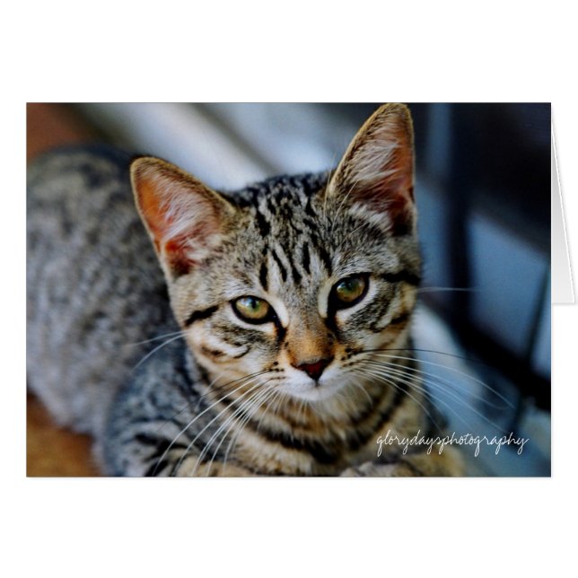 Echo, glorydaysphotography (Front Horizontal)