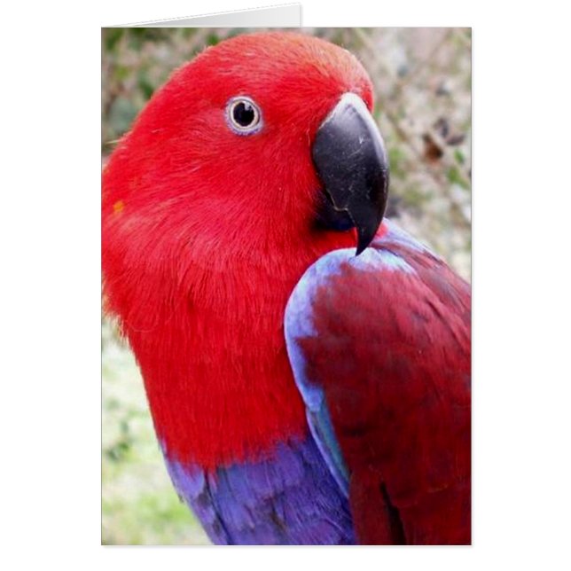 Eclectus Parrot (Front)