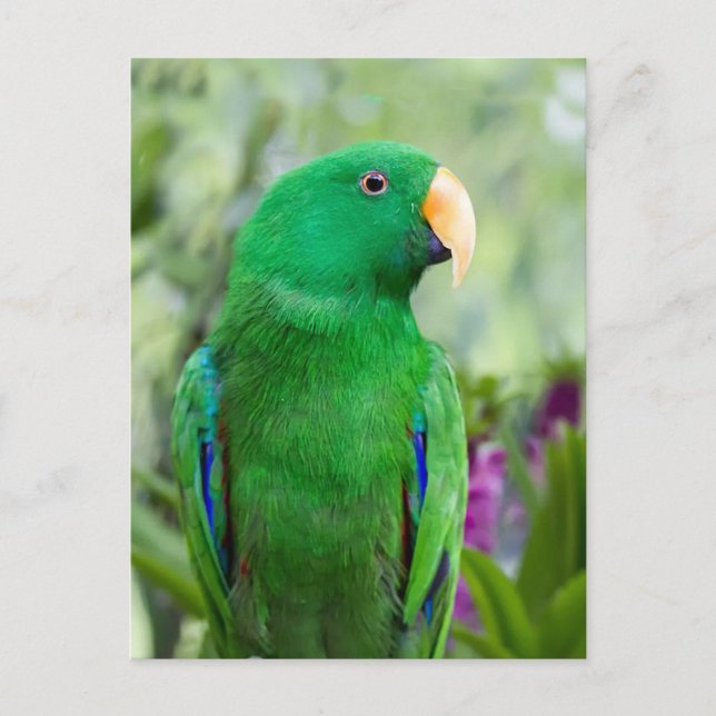 Eclectus Parrot Male Postcard (Front)