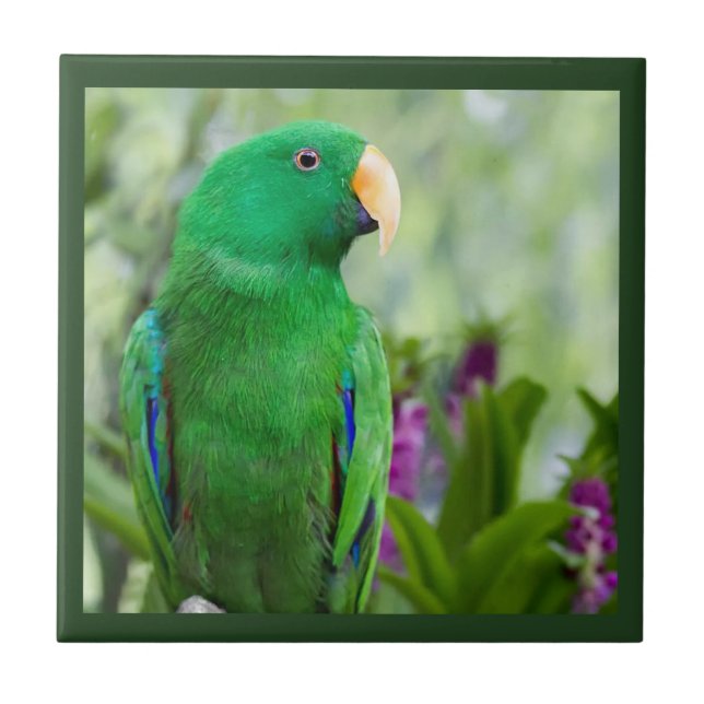 Eclectus Parrot Male Tile (Front)
