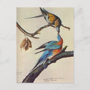 ectopistes migratorius ( Passenger pigeon ) Postcard