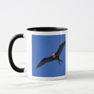 Ecuador, Galapagos. Genovesa Island aka Tower, Mug