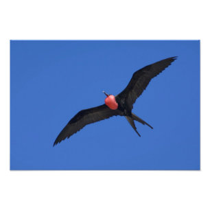 Ecuador, Galapagos. Genovesa Island aka Tower, Photo Print