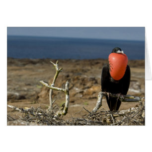 Ecuador, Galapagos, Genovesa Island. Prince