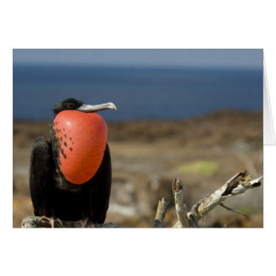 Ecuador, Galapagos, Genovesa Island. Prince