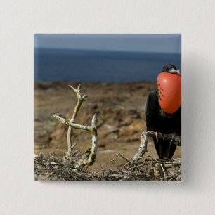 Ecuador, Galapagos, Genovesa Island. Prince 15 Cm Square Badge