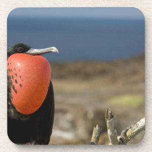 Ecuador, Galapagos, Genovesa Island. Prince Coaster