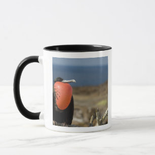 Ecuador, Galapagos, Genovesa Island. Prince Mug
