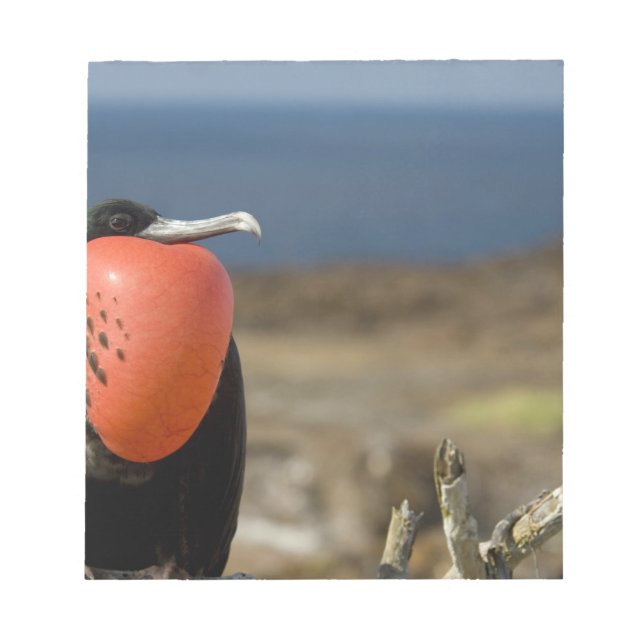 Ecuador, Galapagos, Genovesa Island. Prince Notepad (Front)