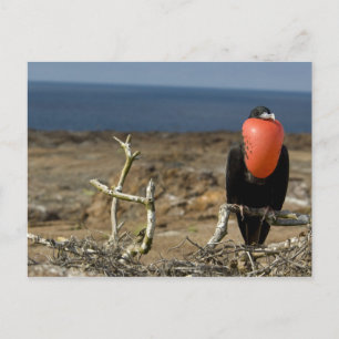 Ecuador, Galapagos, Genovesa Island. Prince Postcard